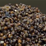 Зерна коноплі (сухі) 900гр. КОНОПЛЯ Carp Drive Свіжий врожай 2022 року - Зображення 3