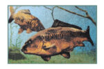 Килимок Delphin 3D carps underwater rug