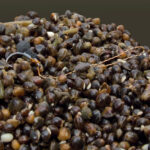 Зерна коноплі Carp Drive сухі 900 г насіння конопель для коропа - Зображення 3